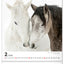 Wall calendar Horses 2026, 30 x 34 cm