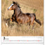 Wall calendar Horses 2026, 30 x 34 cm