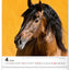 Wall calendar Horses 2026, 30 x 34 cm