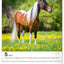 Wall calendar Horses 2026, 30 x 34 cm