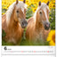 Wall calendar Horses 2026, 30 x 34 cm