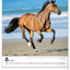 Wall calendar Horses 2026, 30 x 34 cm