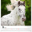 Wall calendar Horses 2026, 30 x 34 cm