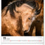 Wall calendar Horses 2026, 30 x 34 cm