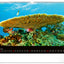 Wall calendar Ocean Wildlife 2026, 48 x 33 cm