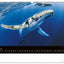 Wall calendar Ocean Wildlife 2026, 48 x 33 cm