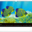 Wall calendar Ocean Wildlife 2026, 48 x 33 cm