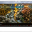 Wall calendar Ocean Wildlife 2026, 48 x 33 cm