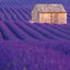 Grid calendar Provence 2026, 30 x 30 cm