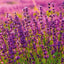 Grid calendar Provence 2026, 30 x 30 cm