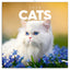 Grid calendar Cats 2026, 30 x 30 cm
