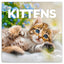 Grid calendar Kittens 2026, 30 x 30 cm
