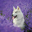 Grid calendar Dogs 2026, 30 x 30 cm