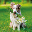 Grid calendar Dogs 2026, 30 x 30 cm
