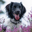 Grid calendar Dogs 2026, 30 x 30 cm