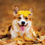 Grid calendar Dogs 2026, 30 x 30 cm