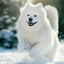 Grid calendar Dogs 2026, 30 x 30 cm