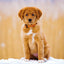 Grid calendar Puppies 2026, 30 x 30 cm