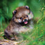 Grid calendar Puppies 2026, 30 x 30 cm