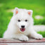 Grid calendar Puppies 2026, 30 x 30 cm