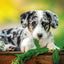 Grid calendar Puppies 2026, 30 x 30 cm