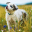 Grid calendar Puppies 2026, 30 x 30 cm