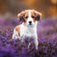 Grid calendar Puppies 2026, 30 x 30 cm
