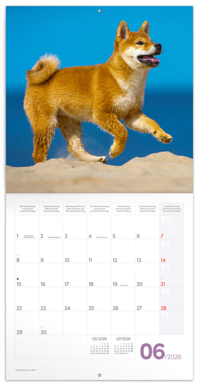 Grid calendar Puppies 2026, 30 x 30 cm