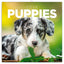 Grid calendar Puppies 2026, 30 x 30 cm