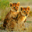 Grid calendar Animal Cuties 2026, 30 x 30 cm