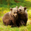 Grid calendar Animal Cuties 2026, 30 x 30 cm