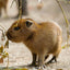 Grid calendar Animal Cuties 2026, 30 x 30 cm
