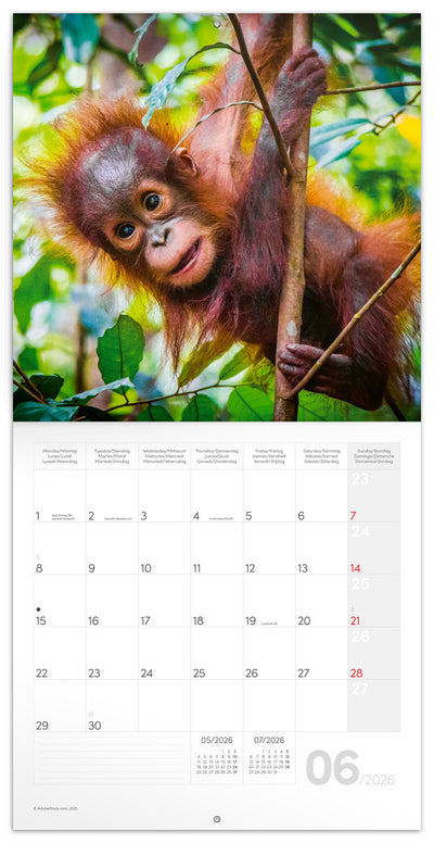 Grid calendar Animal Cuties 2026, 30 x 30 cm