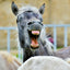 Grid calendar Keep Smiling 2026, 30 x 30 cm