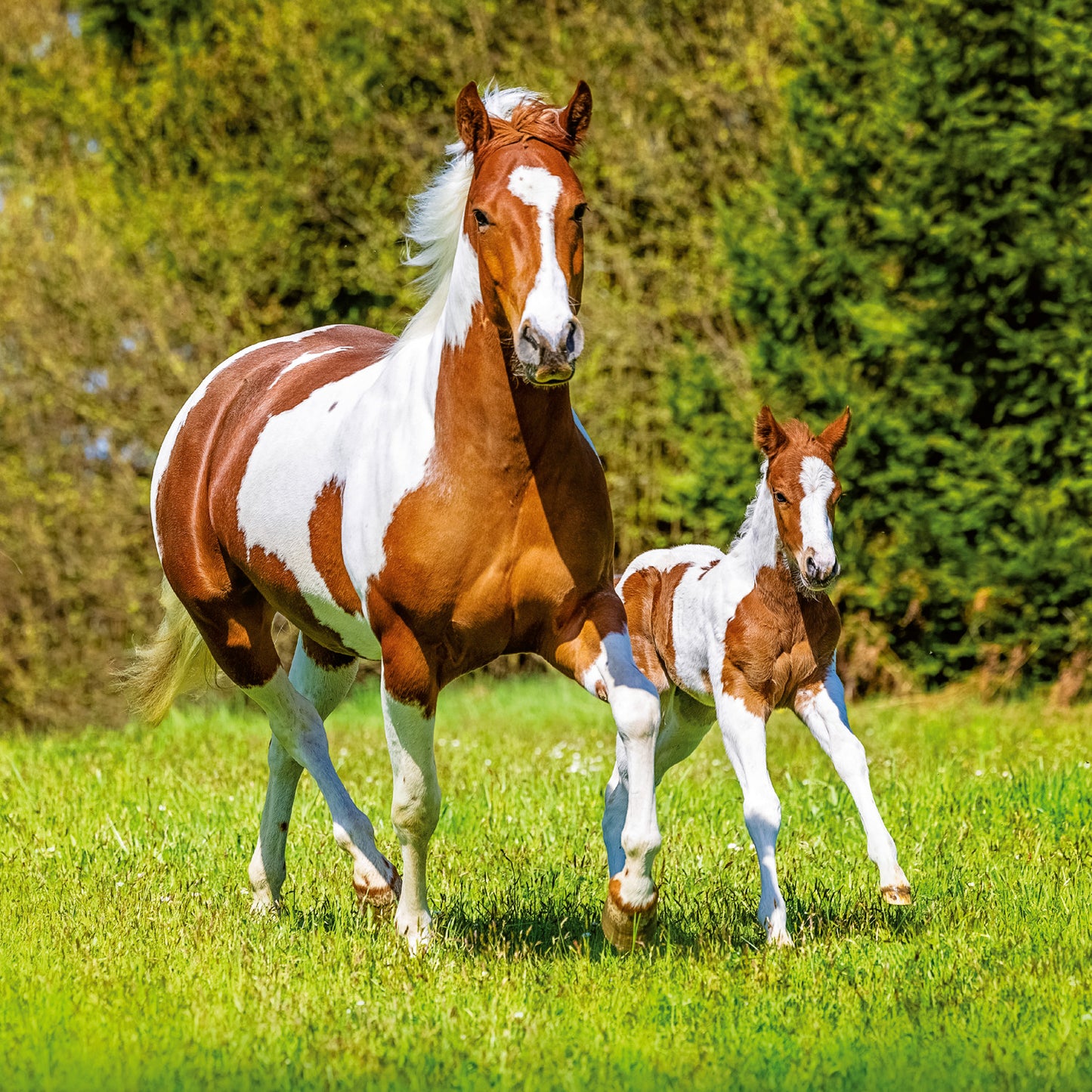 Grid calendar Horses – Christiane Slawik 2026, 30 x 30 cm