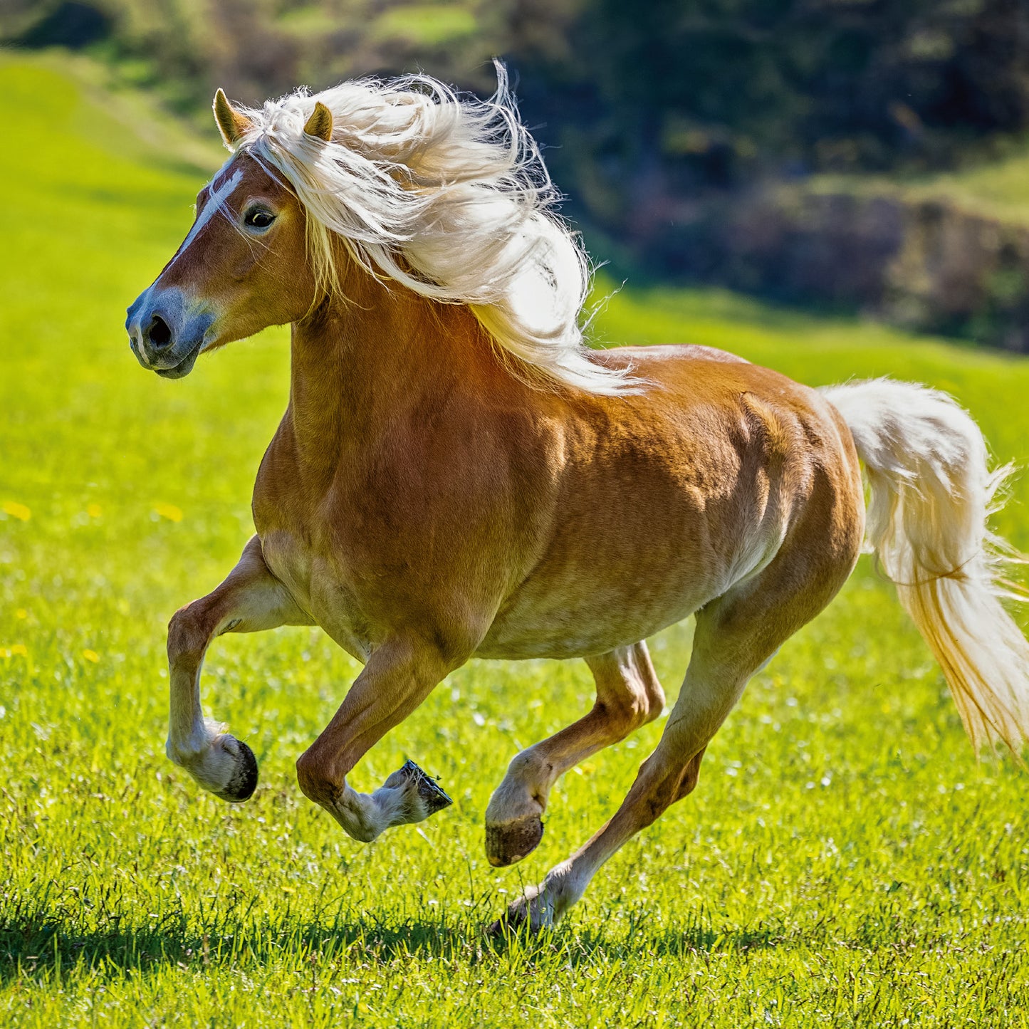 Grid calendar Horses – Christiane Slawik 2026, 30 x 30 cm