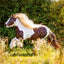 Grid calendar Horses – Christiane Slawik 2026, 30 x 30 cm
