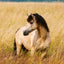 Grid calendar Horses – Christiane Slawik 2026, 30 x 30 cm