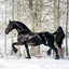 Grid calendar Horses – Christiane Slawik 2026, 30 x 30 cm