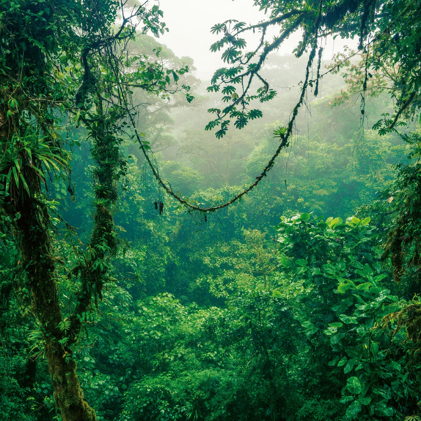 Grid calendar Amazing Rainforest 2026, 30 x 30 cm