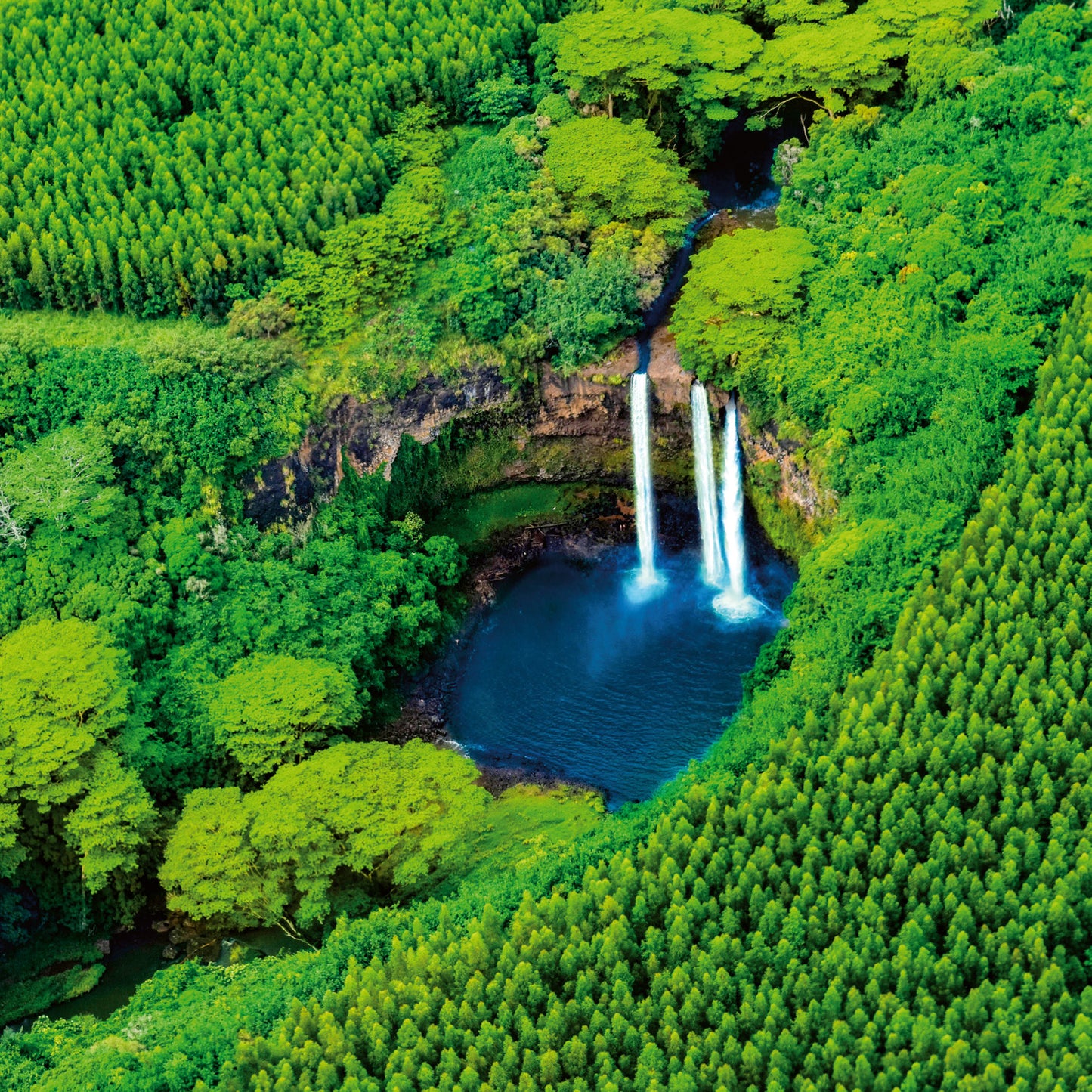 Grid calendar Amazing Rainforest 2026, 30 x 30 cm