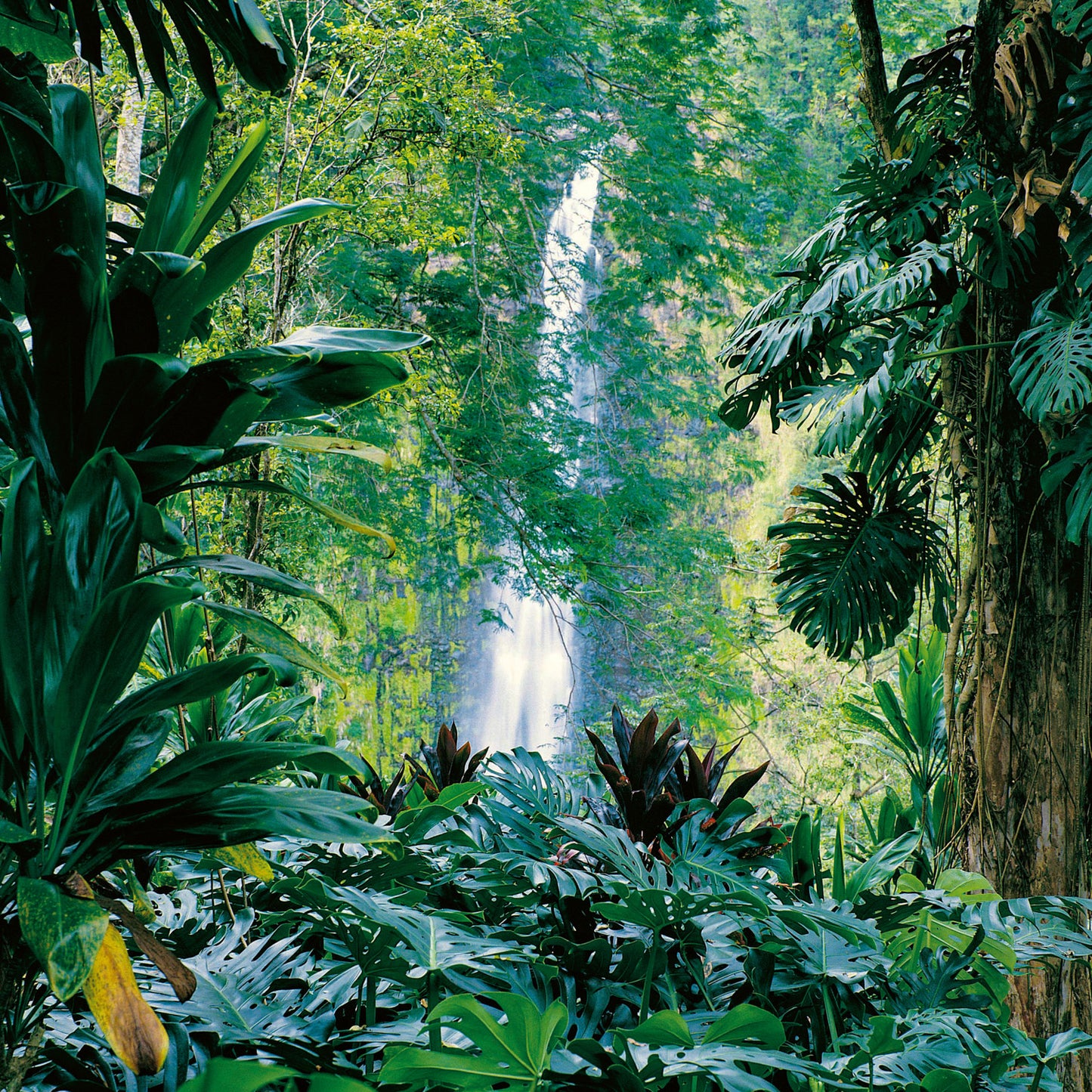 Grid calendar Amazing Rainforest 2026, 30 x 30 cm
