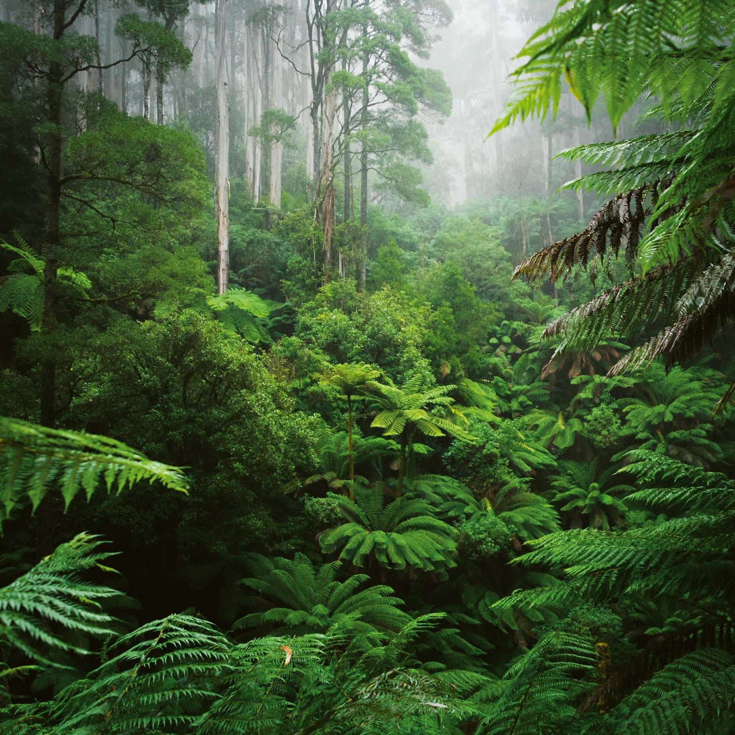 Grid calendar Amazing Rainforest 2026, 30 x 30 cm