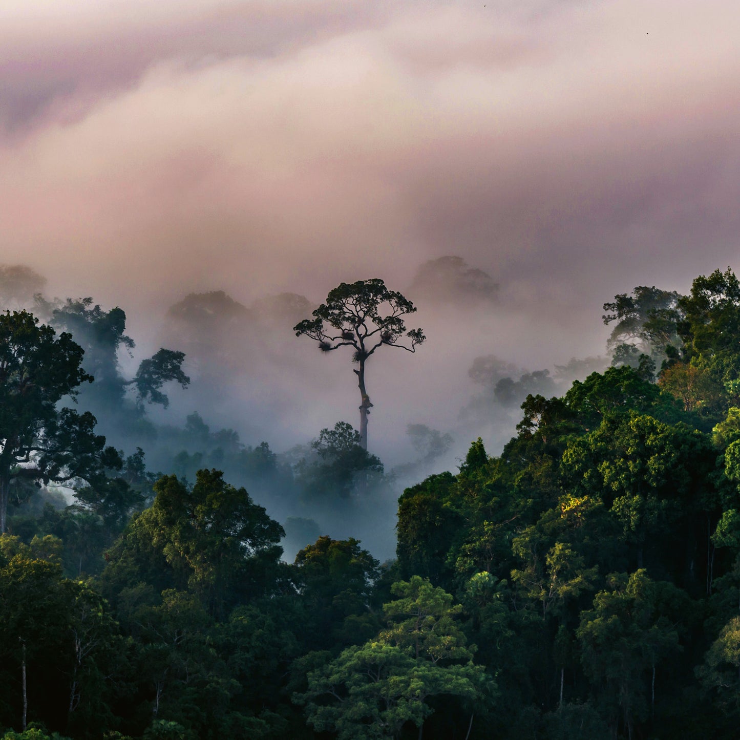 Grid calendar Amazing Rainforest 2026, 30 x 30 cm