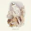 Grid calendar Birds in Art 2026, 30 x 30 cm