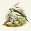 Grid calendar Birds in Art 2026, 30 x 30 cm