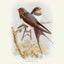 Grid calendar Birds in Art 2026, 30 x 30 cm