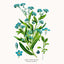 Grid calendar Herbarium 2026, 30 x 30 cm