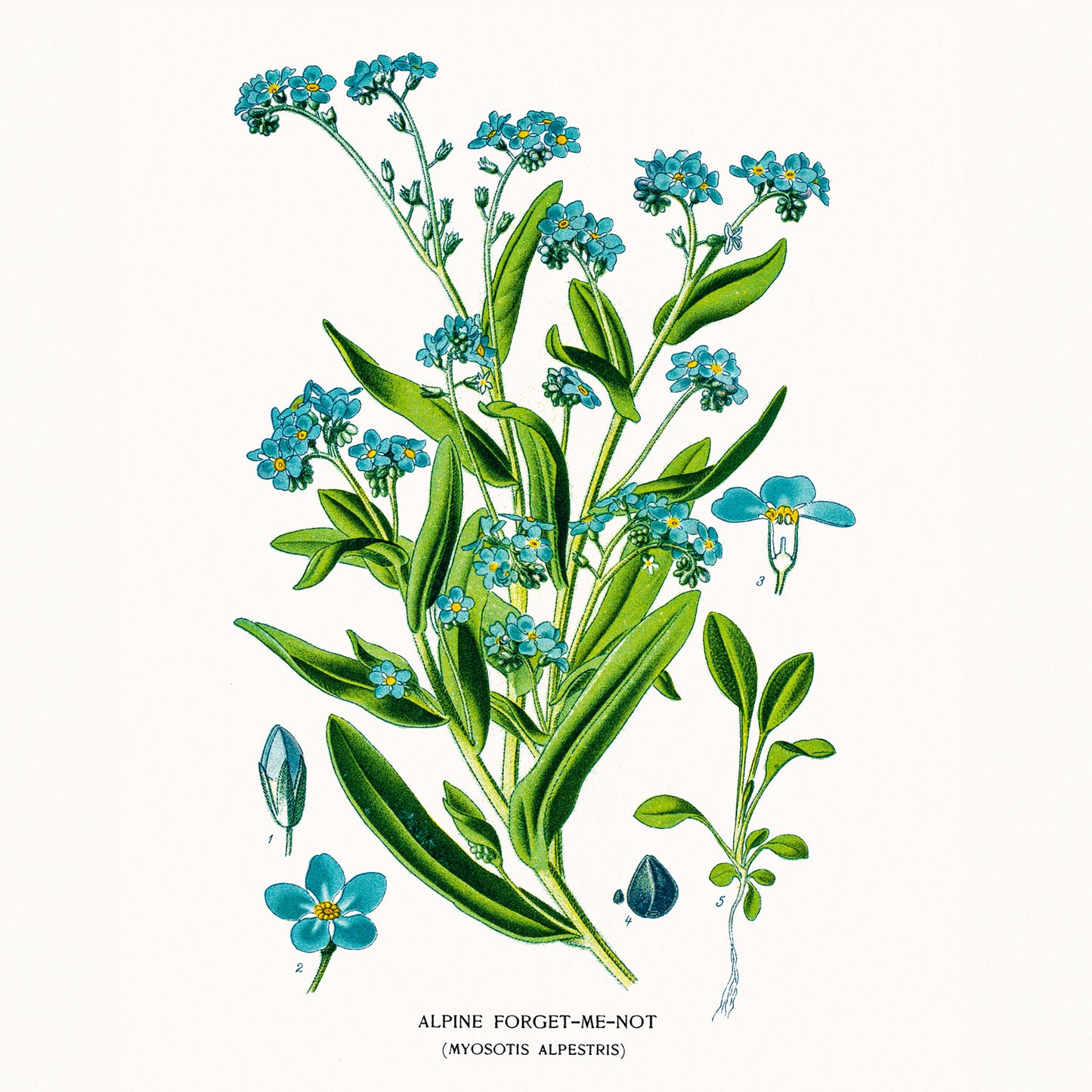 Grid calendar Herbarium 2026, 30 x 30 cm