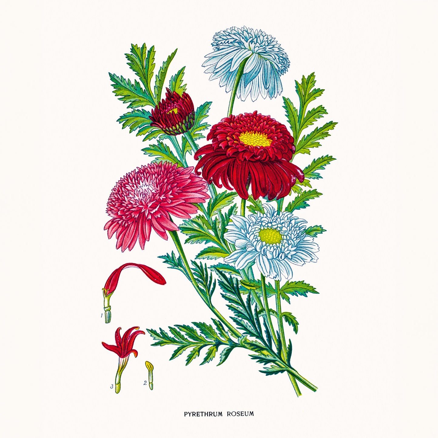 Grid calendar Herbarium 2026, 30 x 30 cm